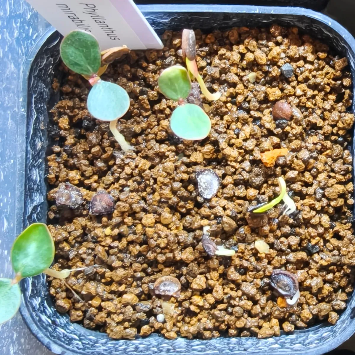 Phyllanthus mirabilis (フィランサス ミラビリス)