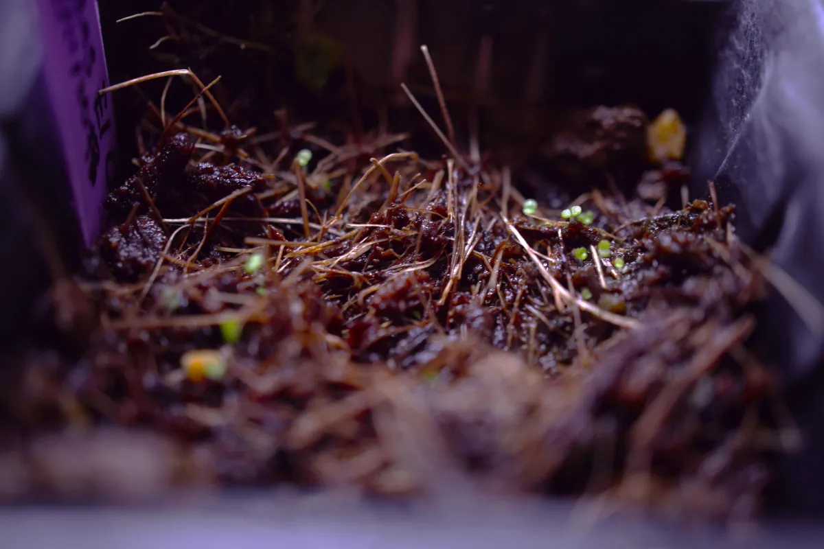 Echeveria elegans El Chico (エケベリア エレガンス エルチコ)