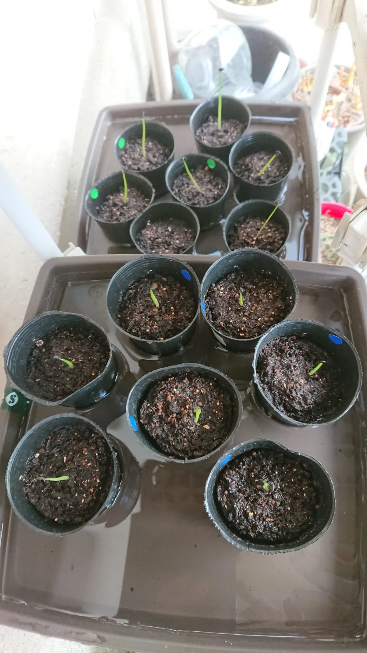 Agave titanota 'Blue' (アガベ チタノタブルー)