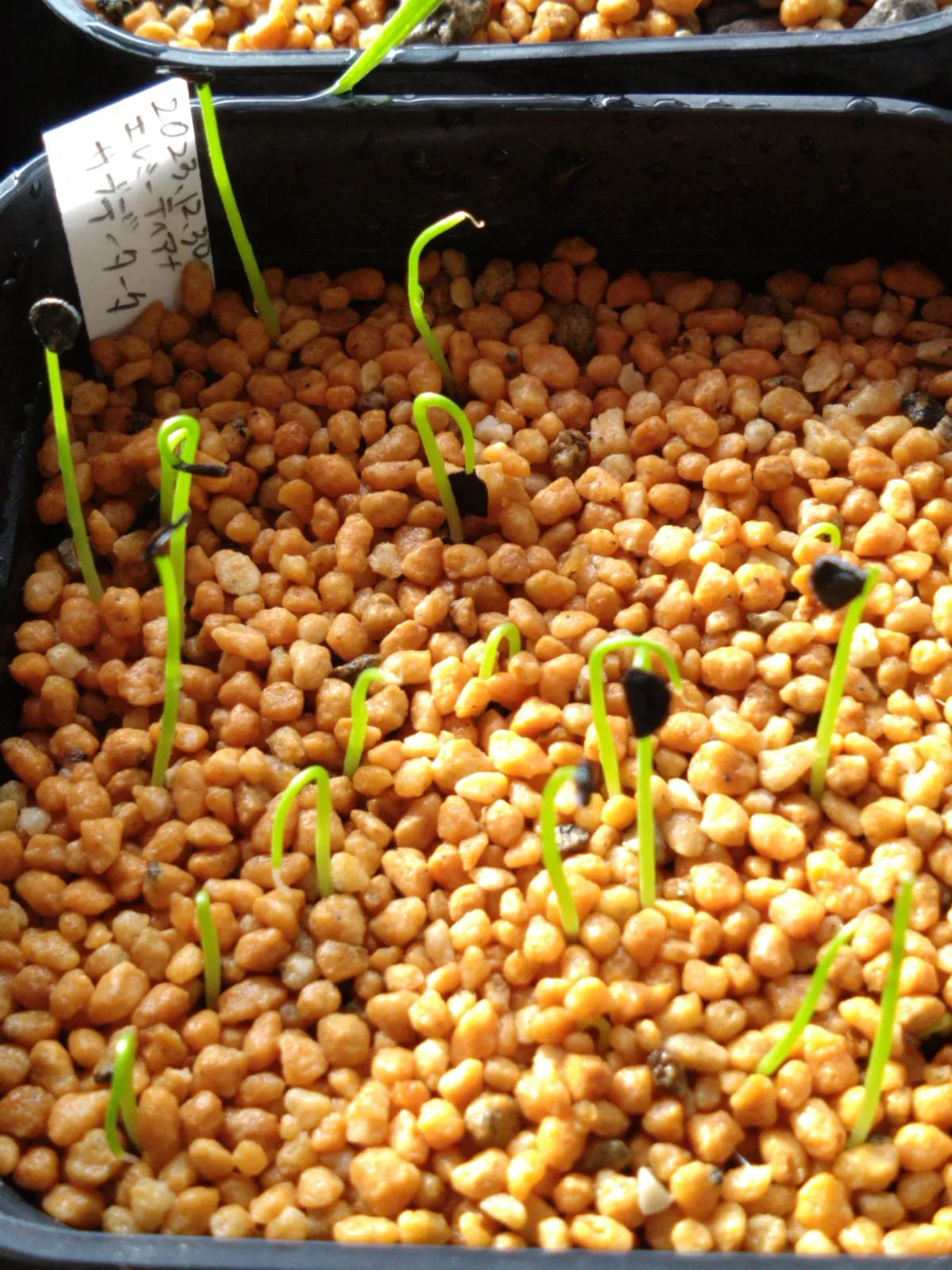 Agave ellemeetiana var. subdentata var. subdentata (アガベ エレミーティアナサブデンタータ)