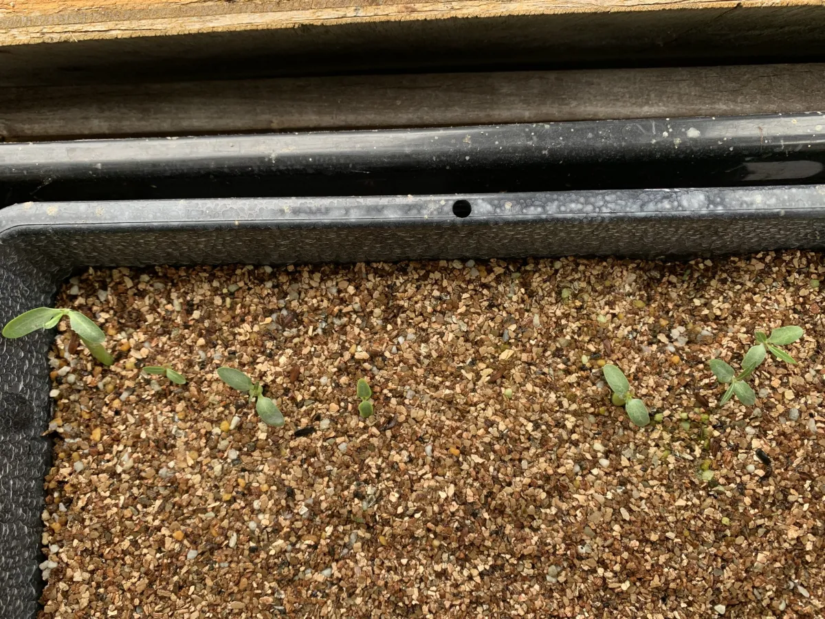 Pachypodium rosulatum ssp. rosulatum (パキポディウム ロスラーツム)