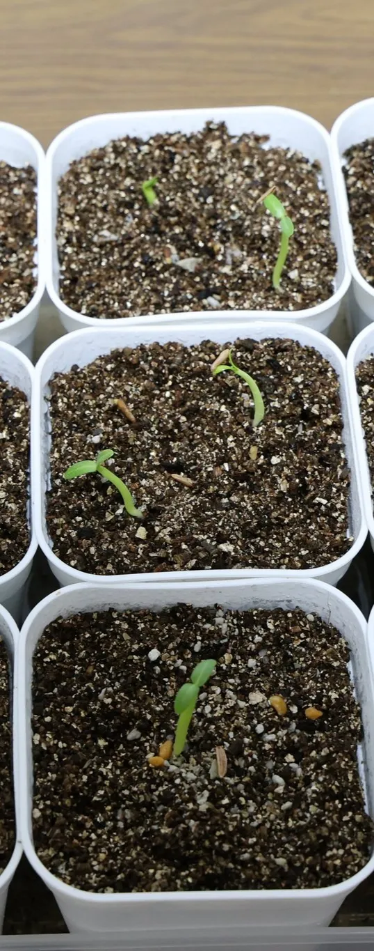 Pachypodium rosulatum var. gracilius (パキポディウム グラキリス)