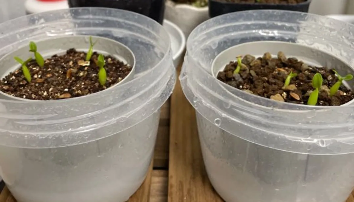 Pachypodium rosulatum ssp. cactipes (パキポディウム カクチペス)