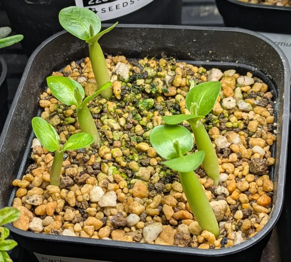 Pachypodium saundersii (パキポディウム サンデルシー 白馬城)