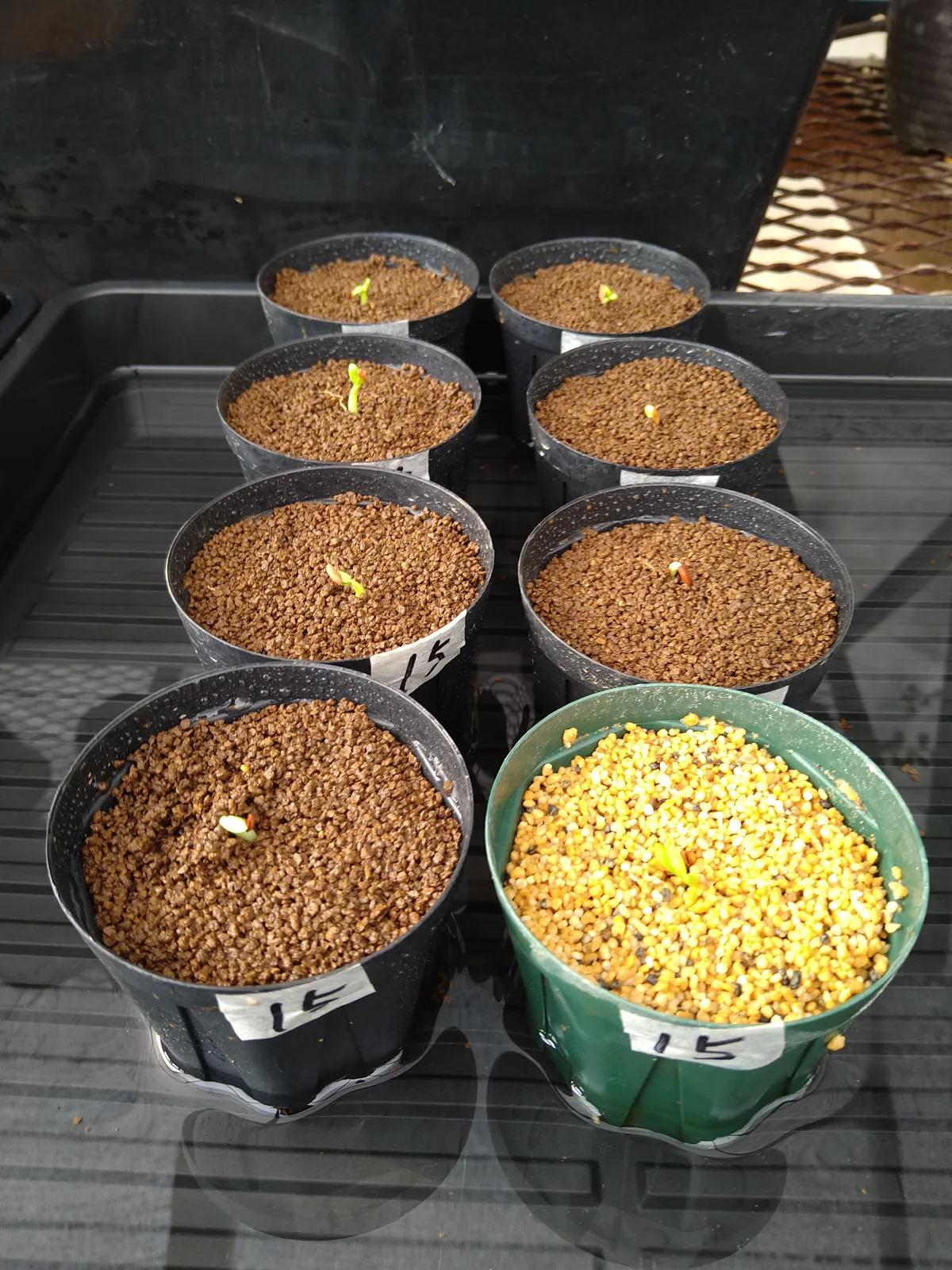 Pachypodium rosulatum var. gracilius (パキポディウム グラキリス)