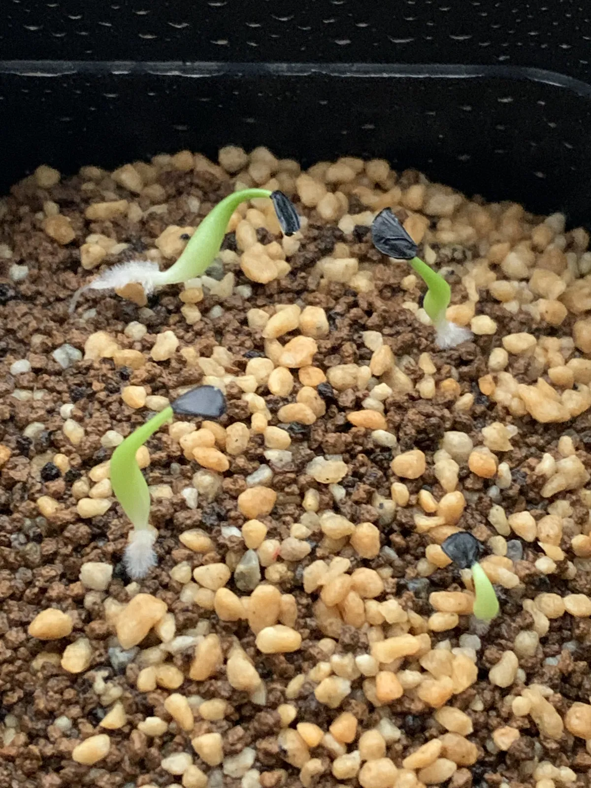 Agave oteroi (アガベ オテロイ)