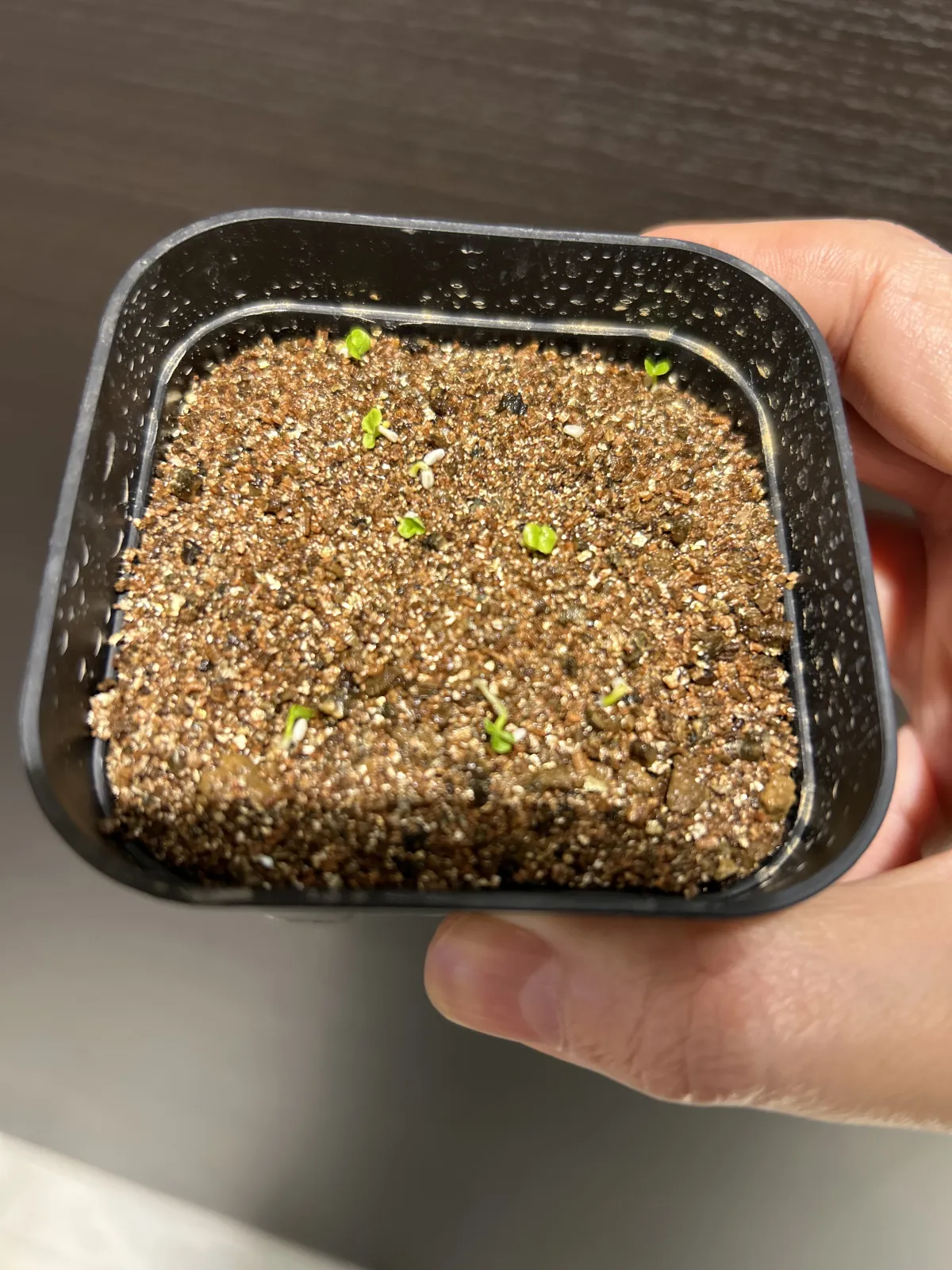 Philodendron selloum (フィロデンドロン セロウム)