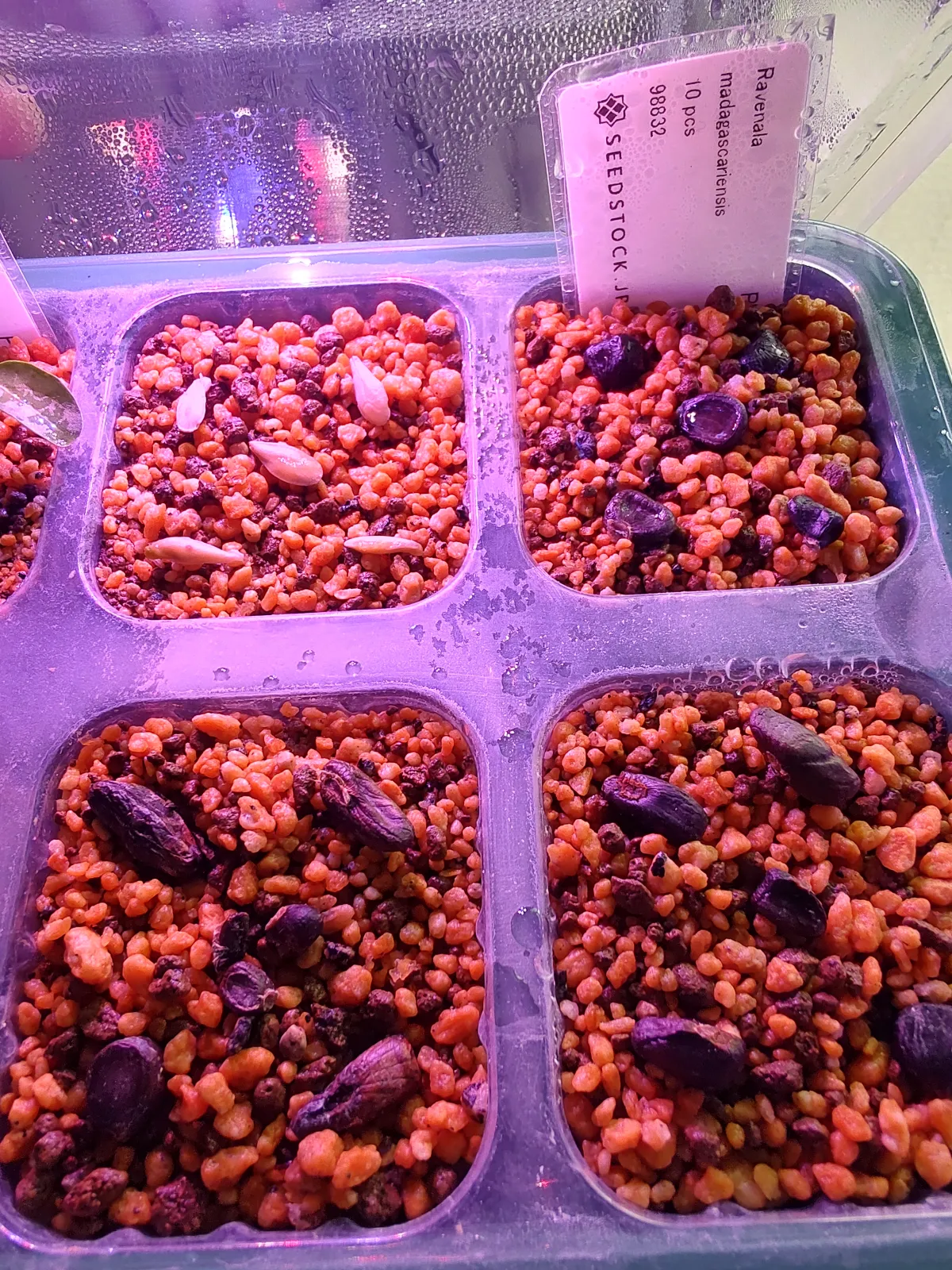 Ravenala madagascariensis (ラベナラ マダガスカリエンシス)