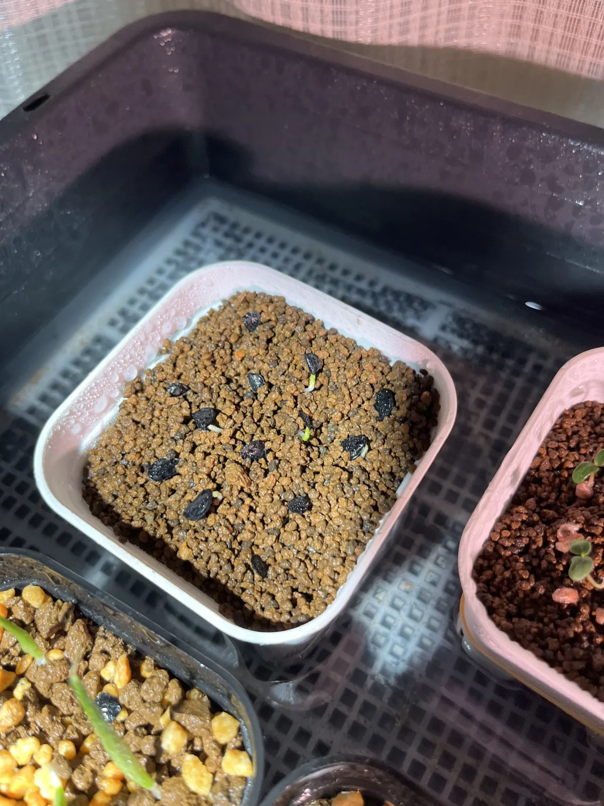  アガベ ミックス Agave Mix