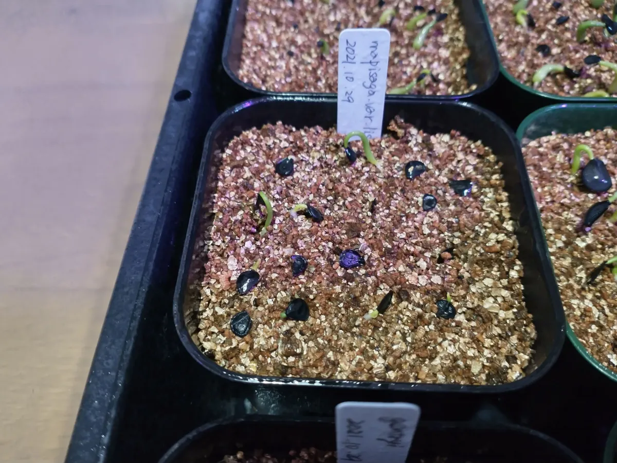 Agave mapisaga var. lisa (アガベ マピサガ リサ)