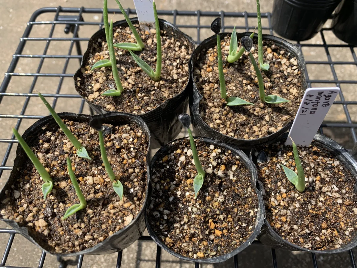 Agave montana (アガベ モンタナ)