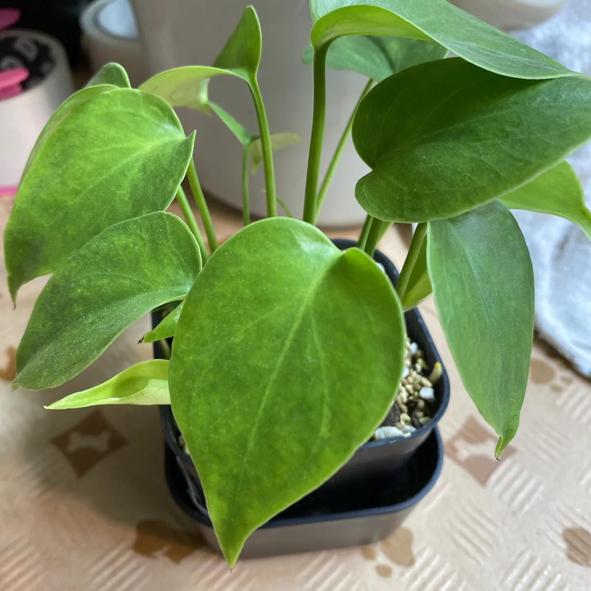 Monstera deliciosa Tauerii (モンステラ タウエリー)