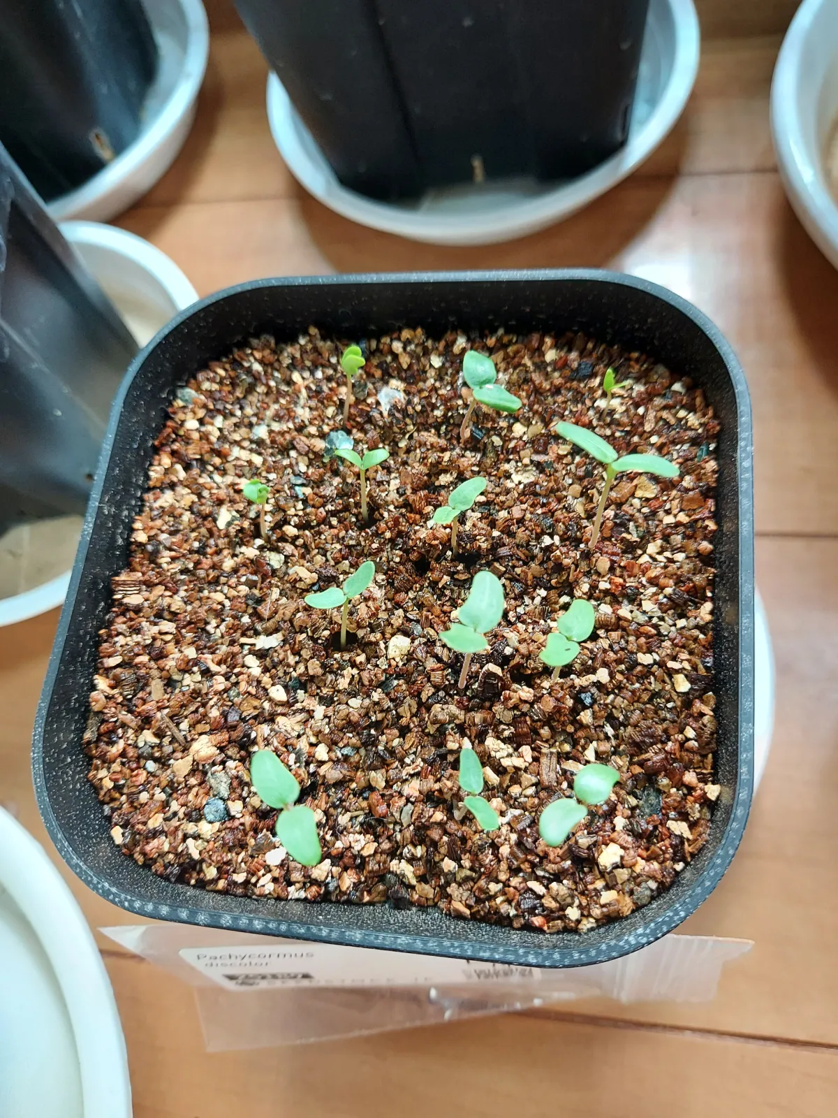 Pachycormus discolor (パキコルムス ディスカラー)