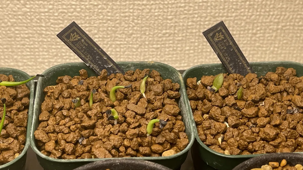 Agave oteroi (アガベ オテロイ)