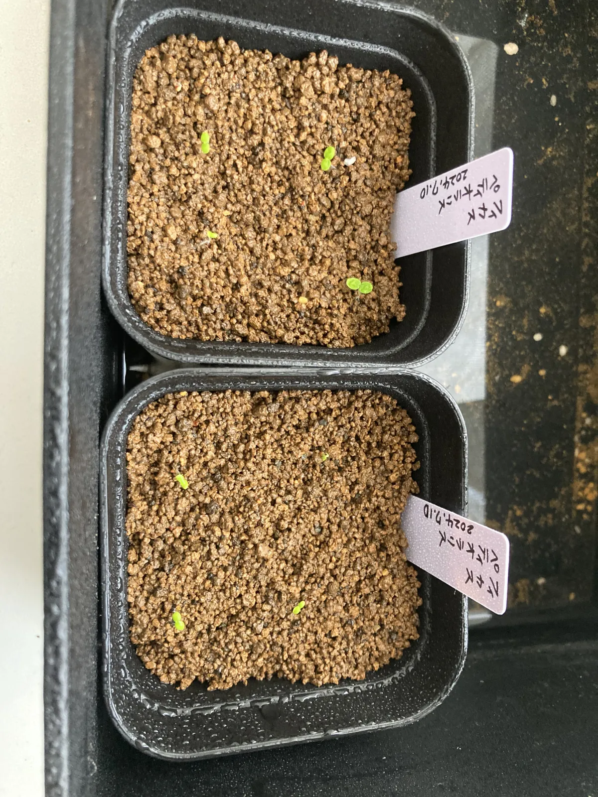 Ficus petiolaris (フィカス ペティオラリス)