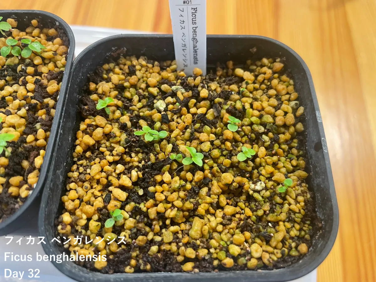 Ficus benghalensis (フィカス ベンガレンシス)