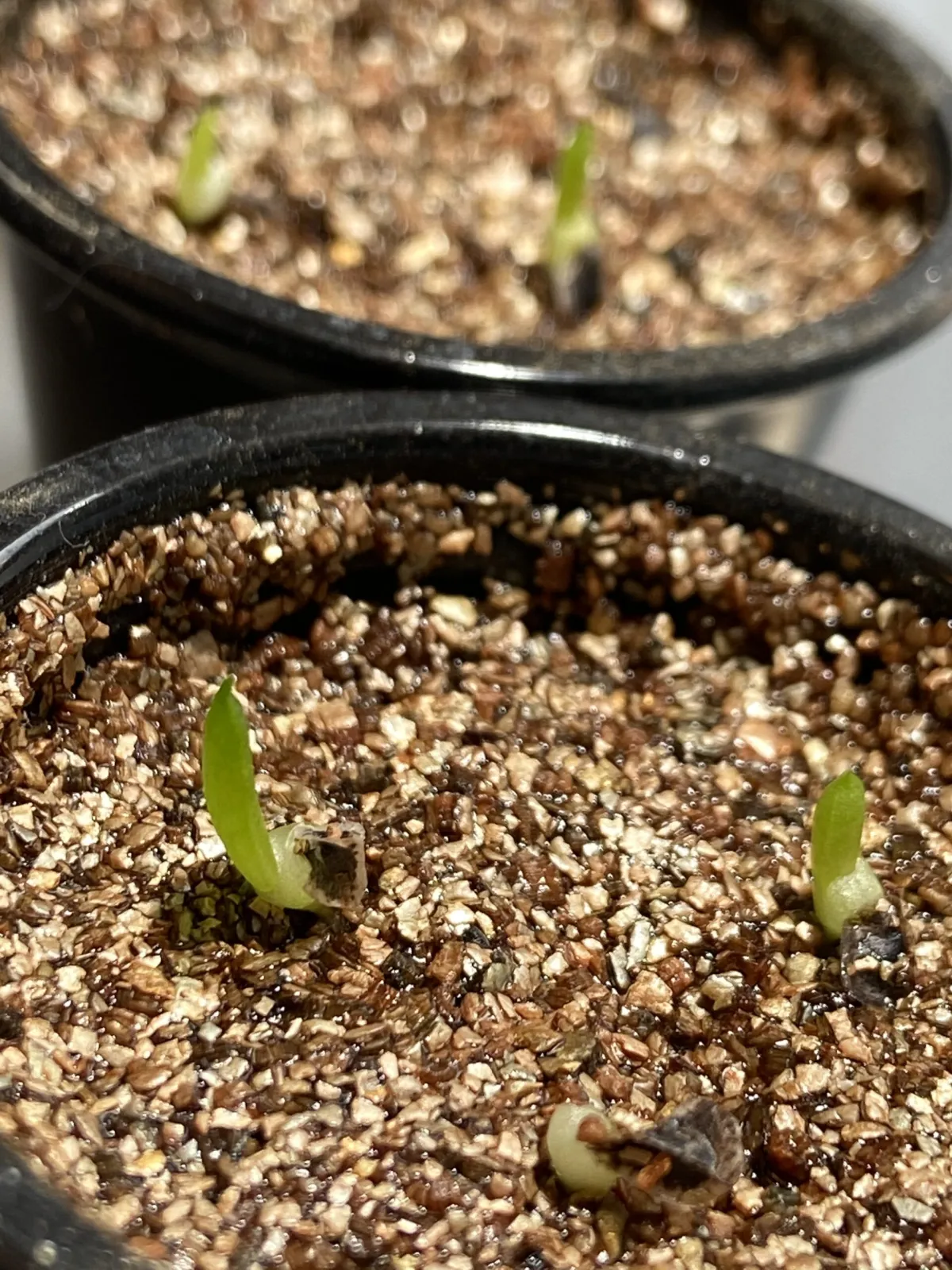 Aloe peglerae (アロエ ペグレラエ)