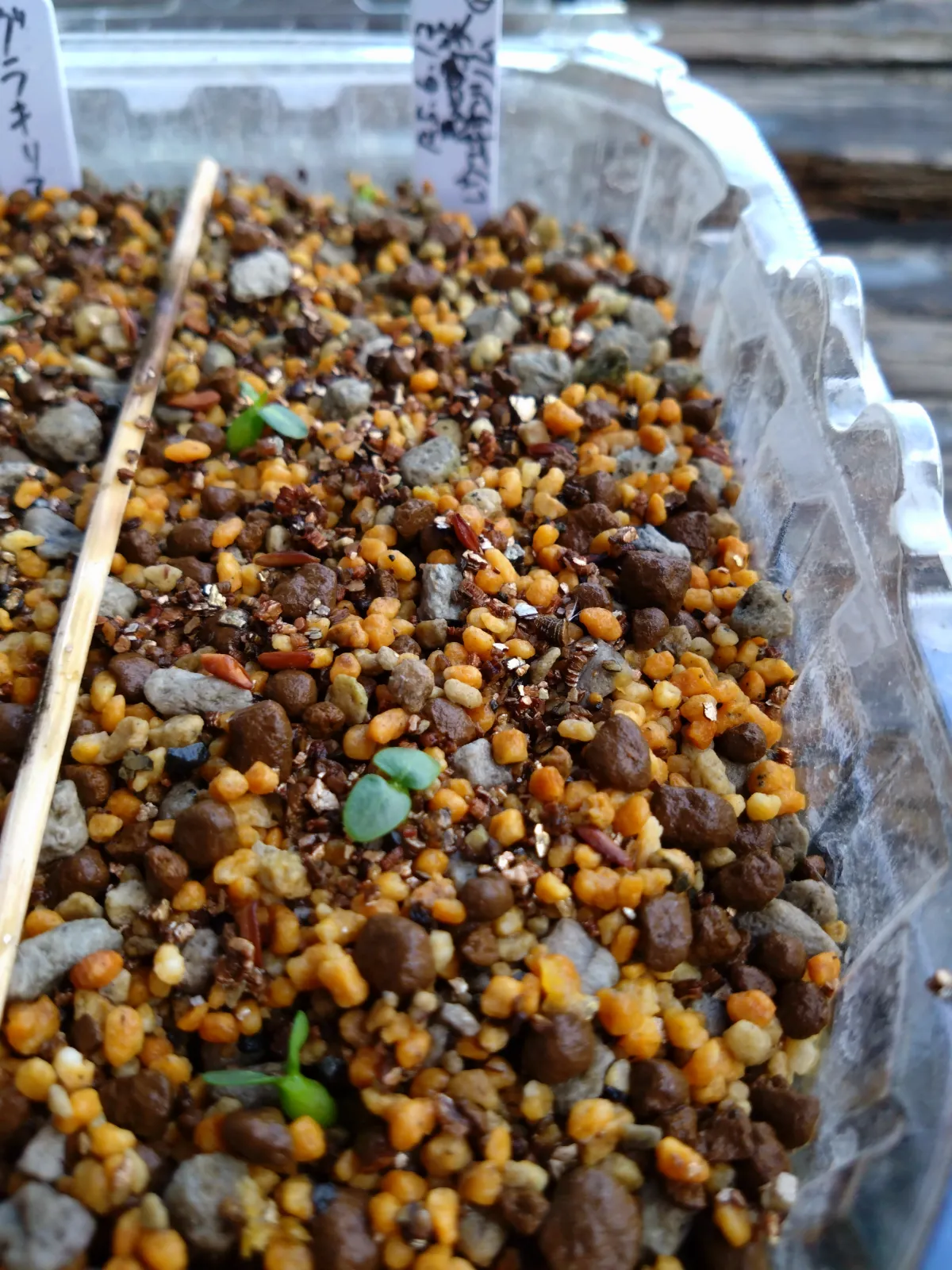 Pachypodium brevicaule subsp. leucoxanthum (パキポディウム レウコキサンツム)