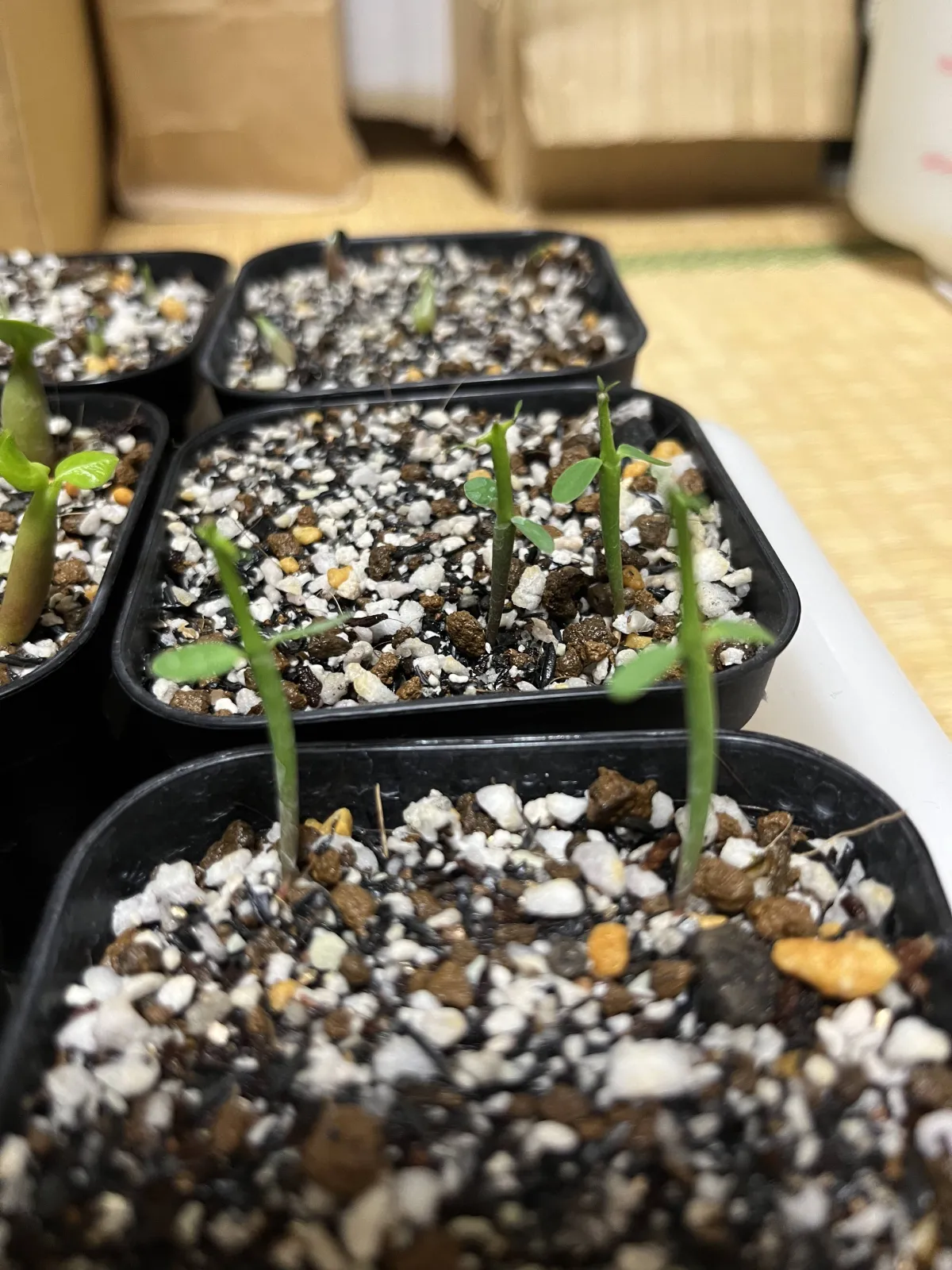 Euphorbia stenoclada subsp. stenoclada (ユーフォルビア ステノクラーダ)