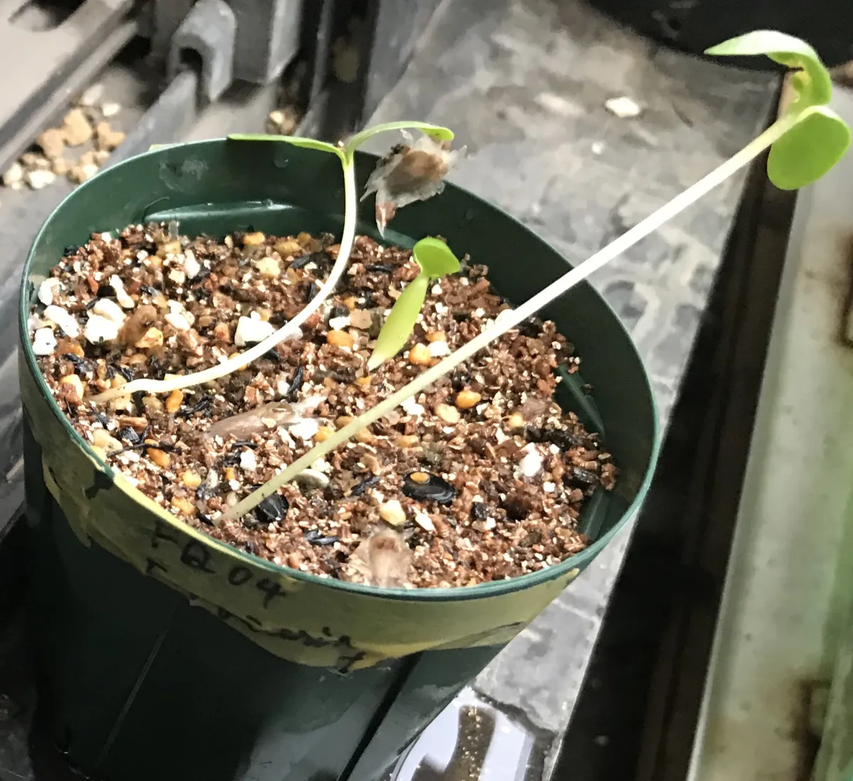 Fouquieria formosa (フォークイエリア フォルモサ)