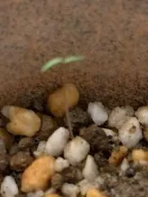 Pachypodium brevicaule subsp. leucoxanthum (パキポディウム レウコキサンツム)