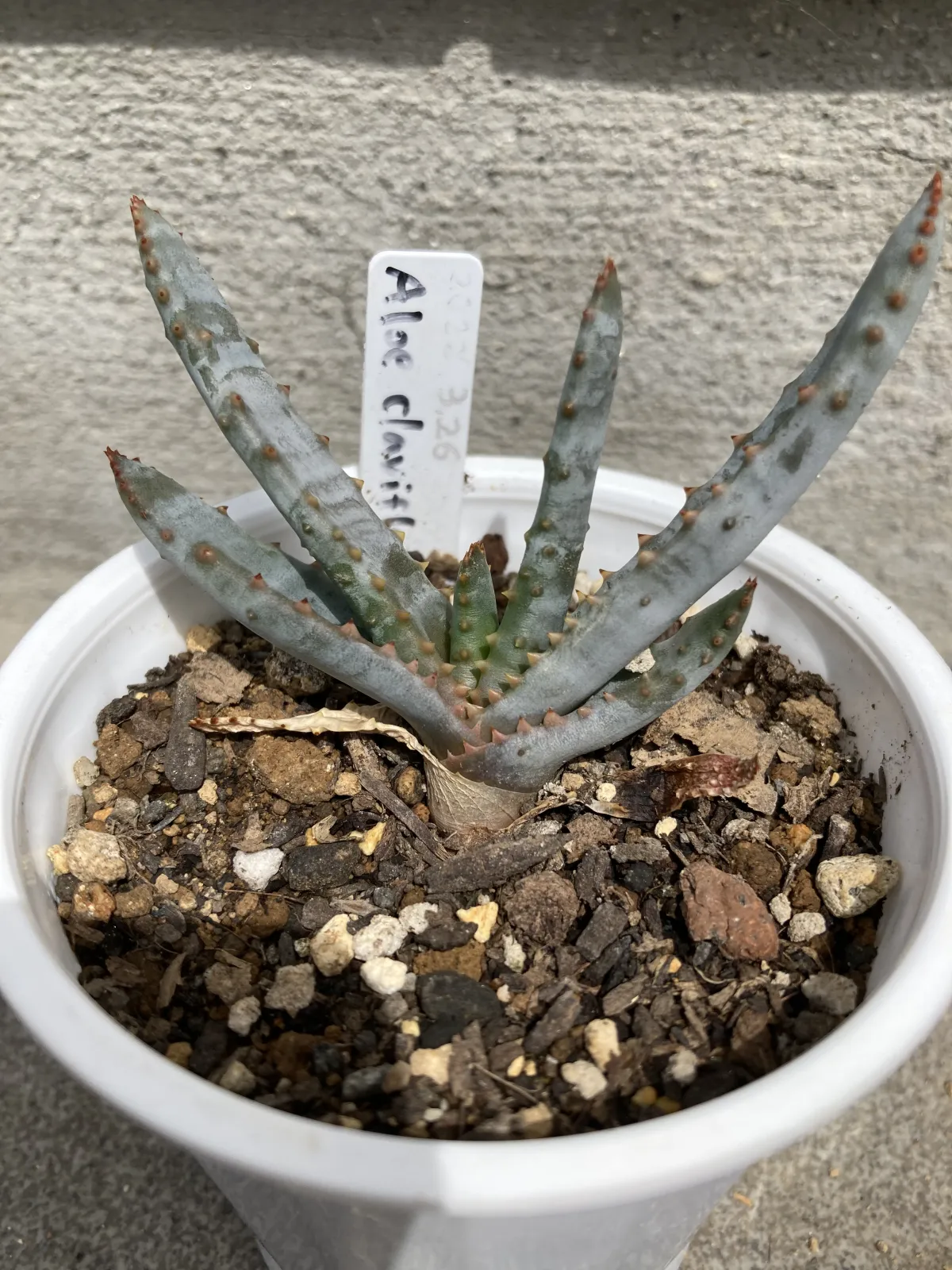 Aloe claviflora (アロエ クラビフローラ)