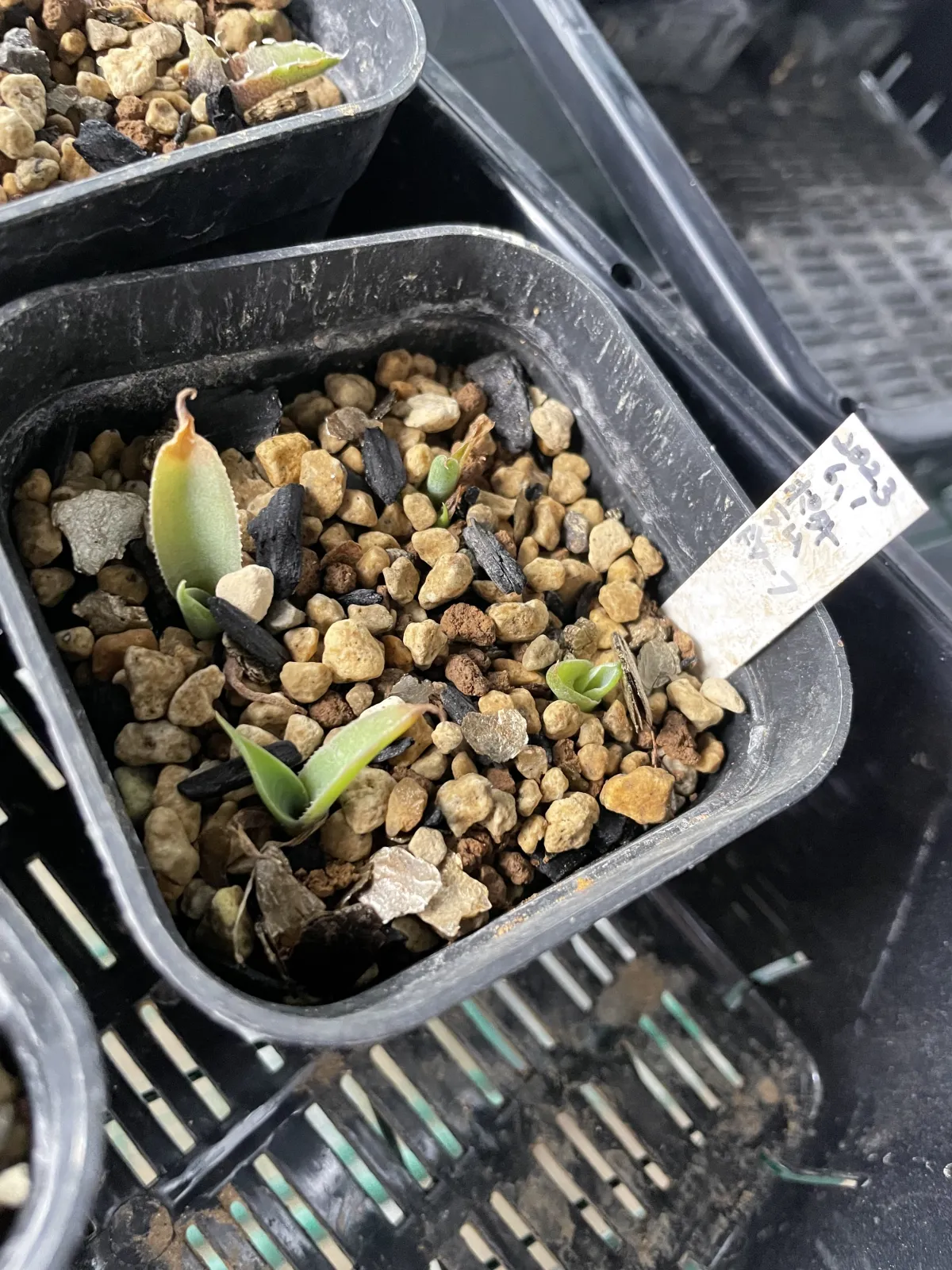 Agave potatorum Dwarf (アガベ ポタトラムドワーフ)