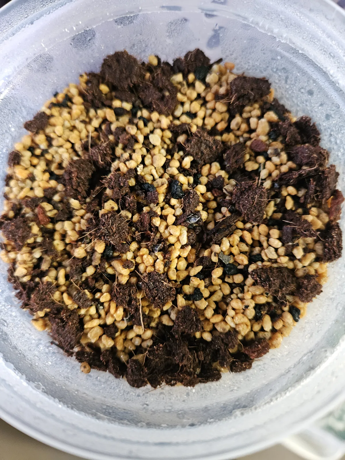 Aloe vogtsii (アロエ ボグツイー)