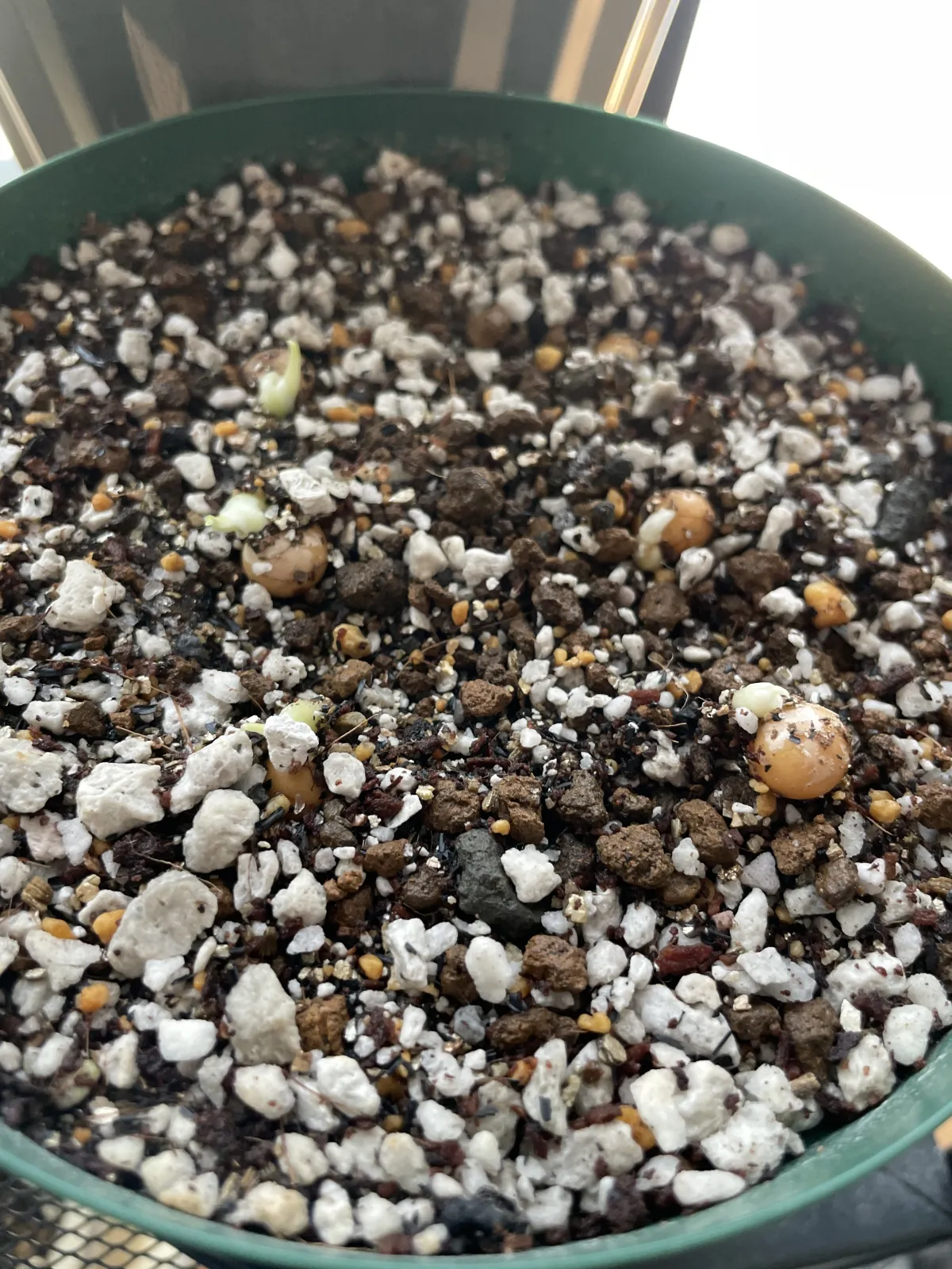 Dracaena draco subsp. draco (ドラセナ ドラコ)