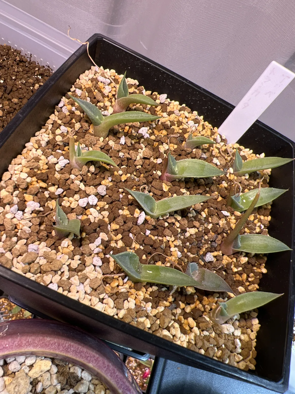 Agave parryi var. truncata (アガベ パリー トランカータ)