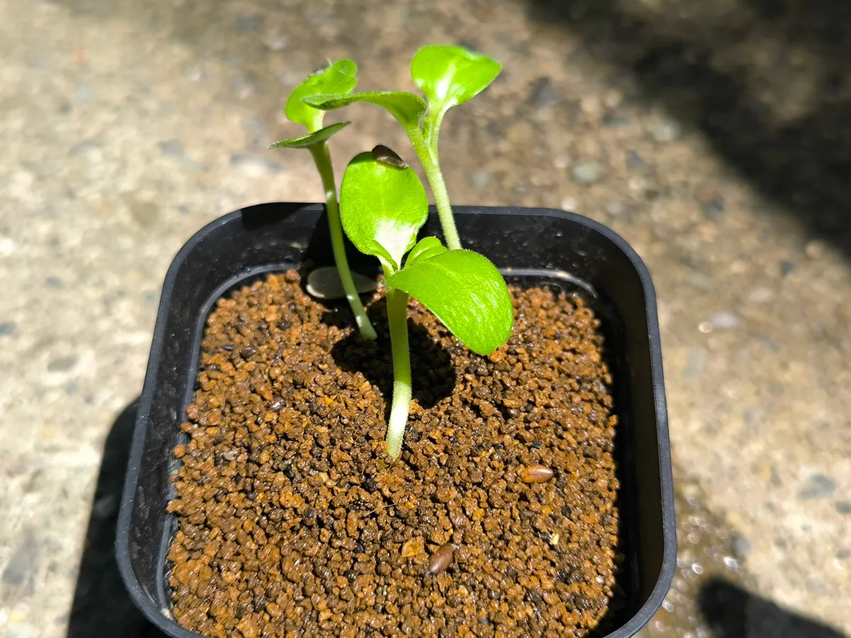 Pterodiscus makatiniensis (プテロディスクス マカチニエンシス)