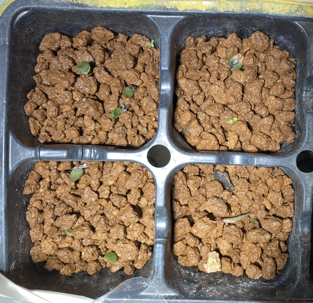 Aloe broomii (アロエ ブルーミー)