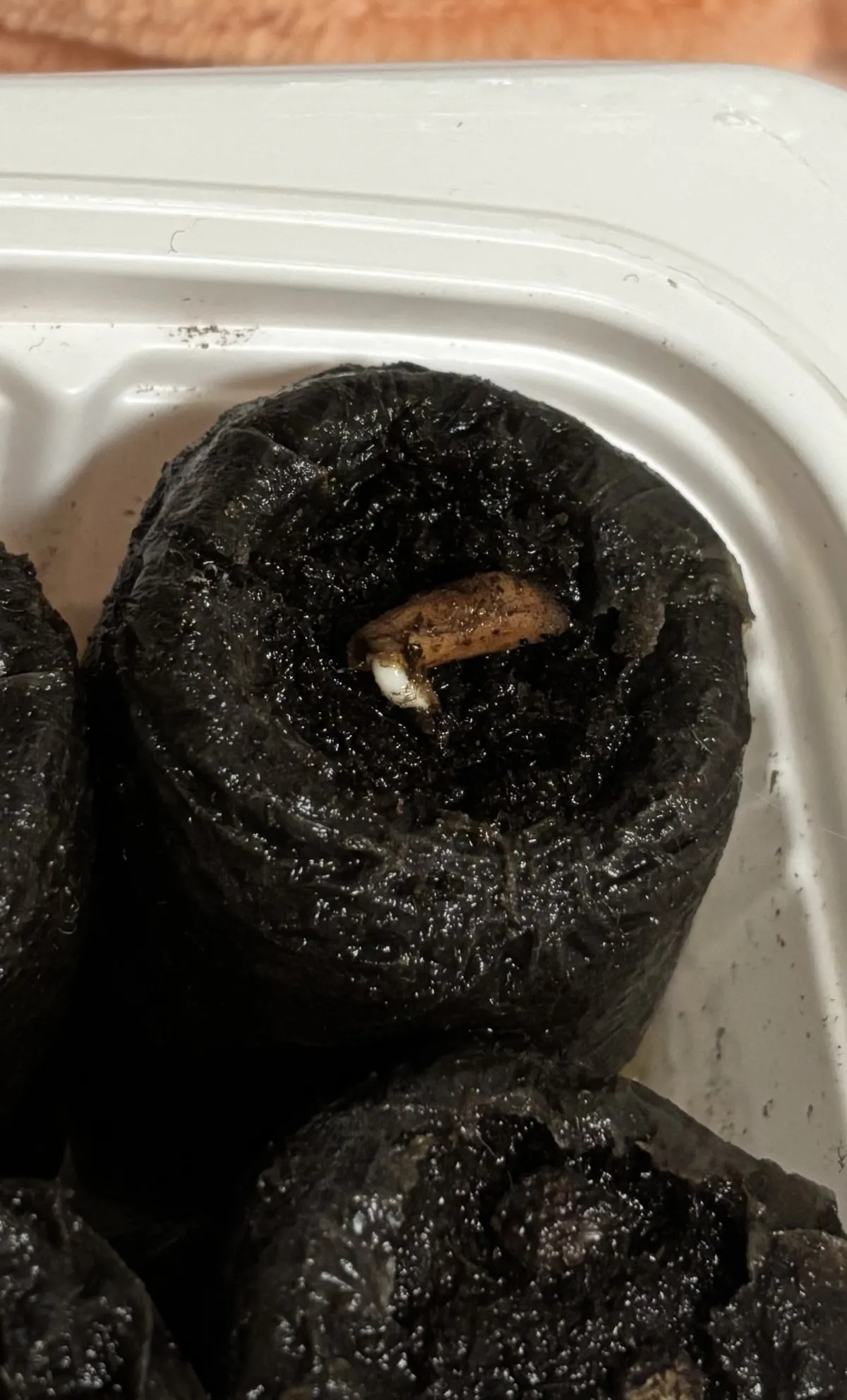 Adenium obesum Godji x Red Bracelet + Kalamae F1 (アデニウム ゴッジジェイドブレスレット)