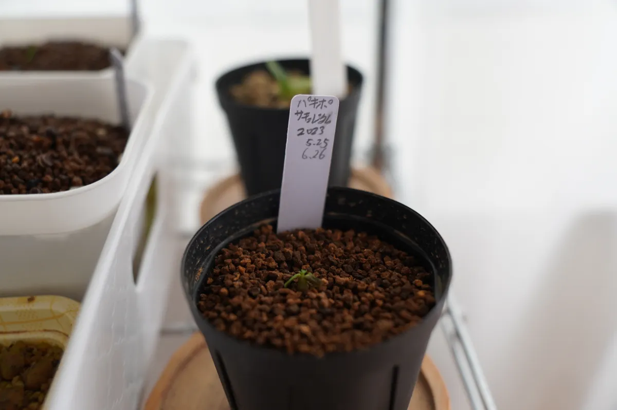 Pachypodium succulentum (パキポディウム サキュレンタム 天馬空)