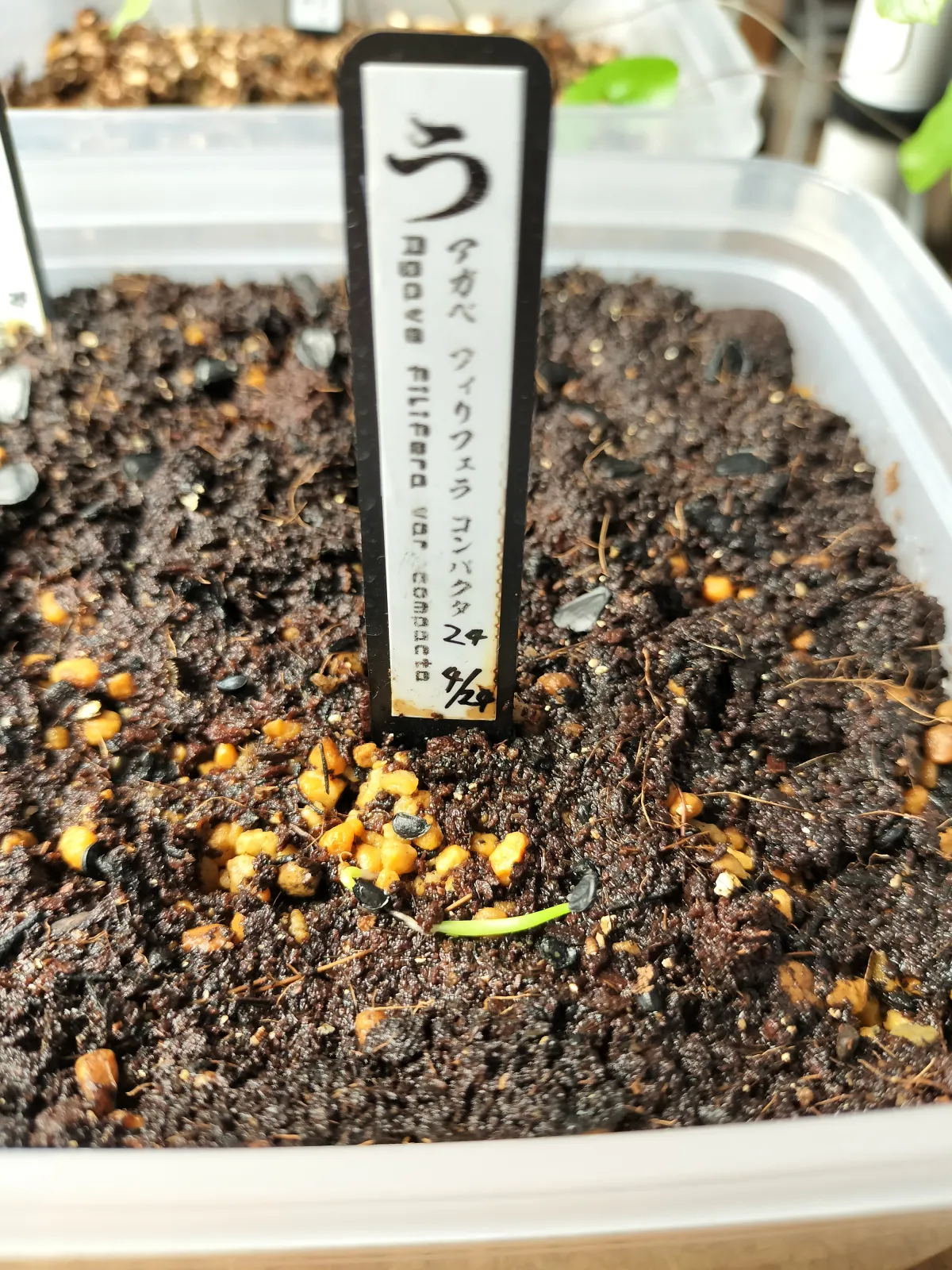 Agave filifera var. compacta (アガベ フィリフェラコンパクタ)