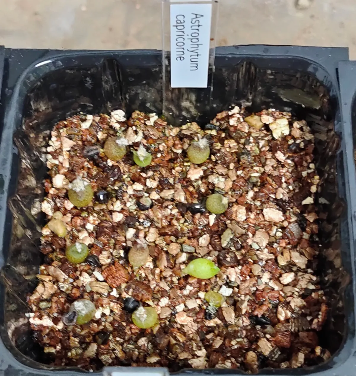 Astrophytum capricorne (アストロフィツム カプリコーン)