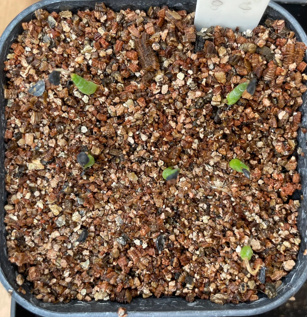 Agave utahensis ssp. utahensis (アガベ ユタエンシス)