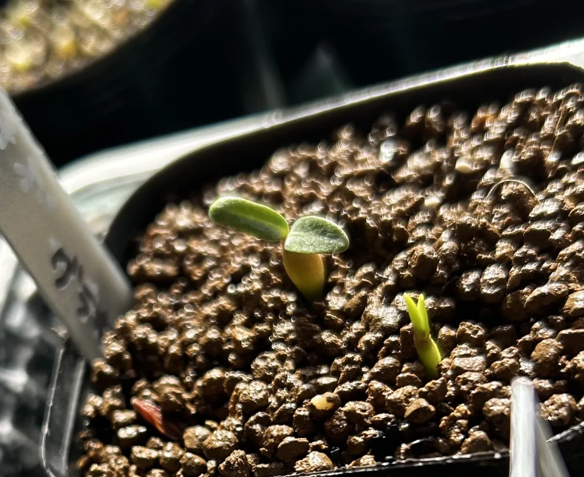 Pachypodium rosulatum var. gracilius (パキポディウム グラキリス)