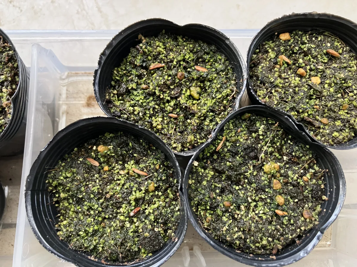 [無料種子] 発芽難 パキポディウム グラキリス　 Pachypodium rosulatum var. gracilius