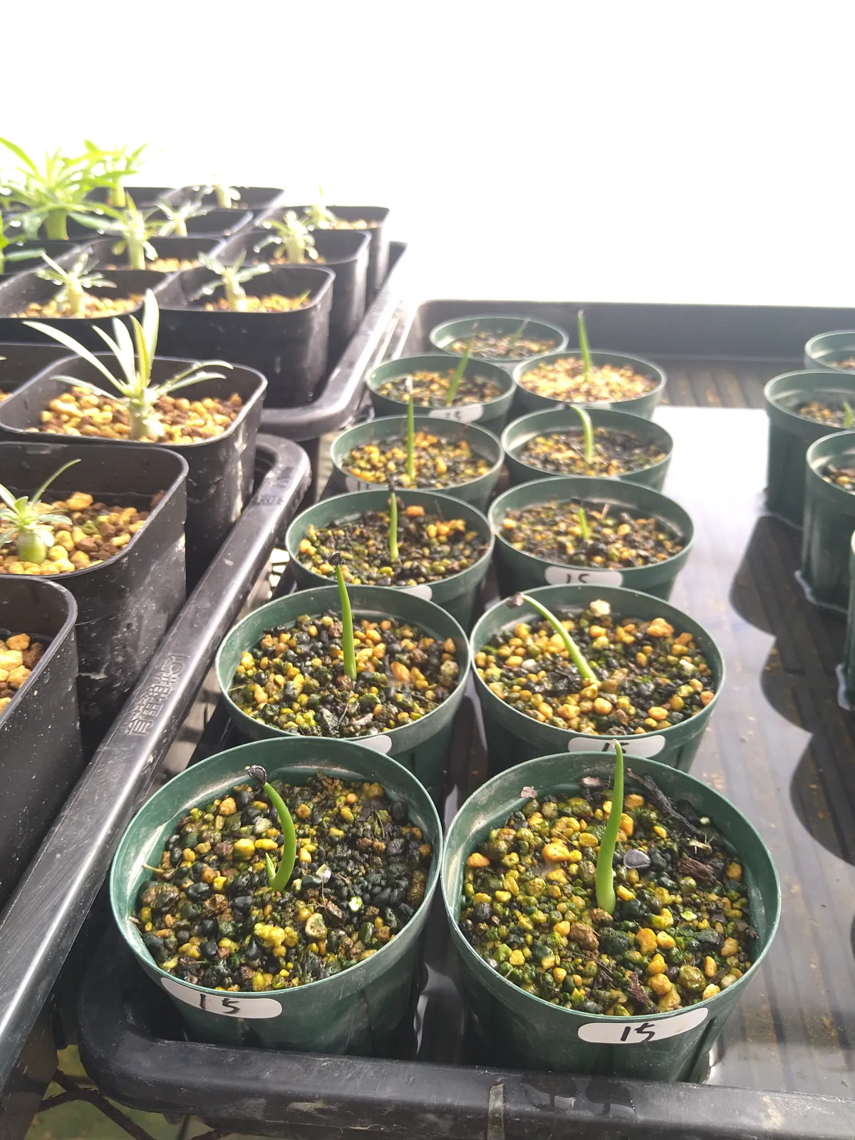 Agave havardiana (アガベ ハバルディアナ)