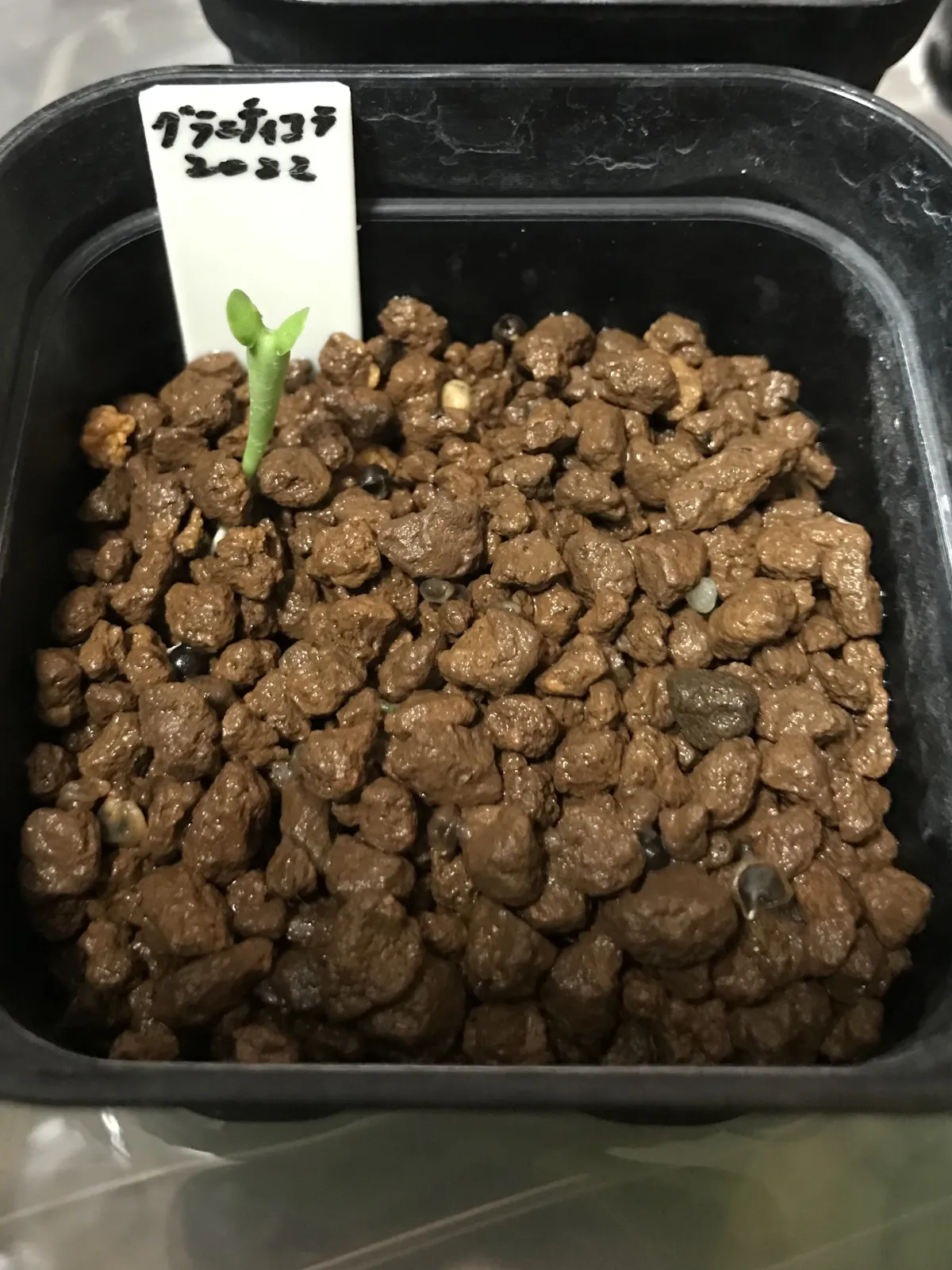 Euphorbia graniticola (ユーフォルビア グラニティコラ)