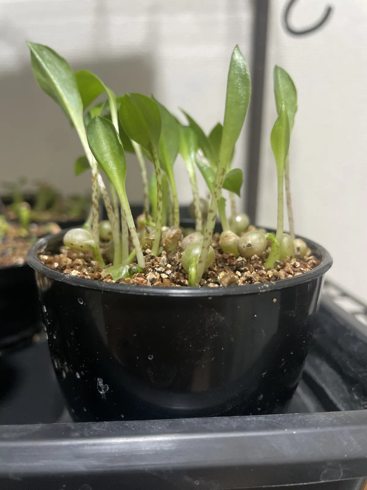 Scadoxus multiflorus (スカドクサス マルチフローラス 発根)