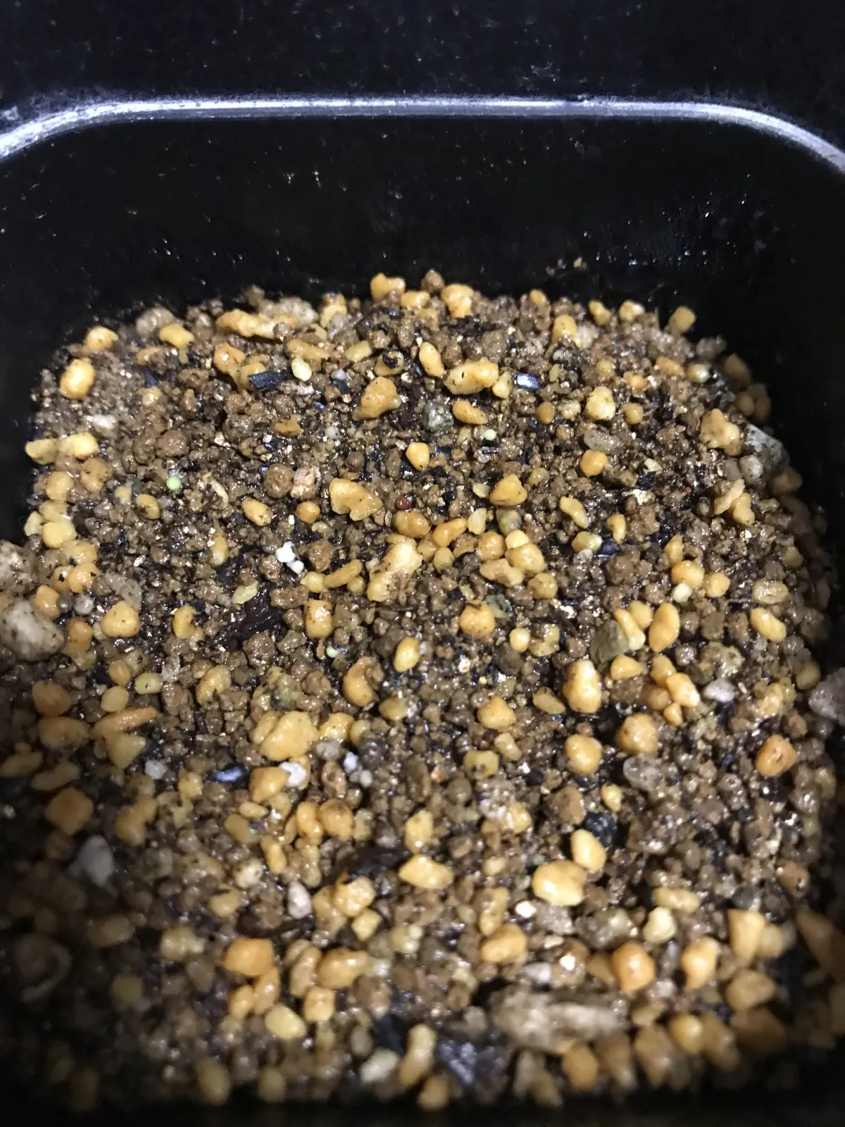 Aztekium hintonii (アズテキウム ヒントニー)