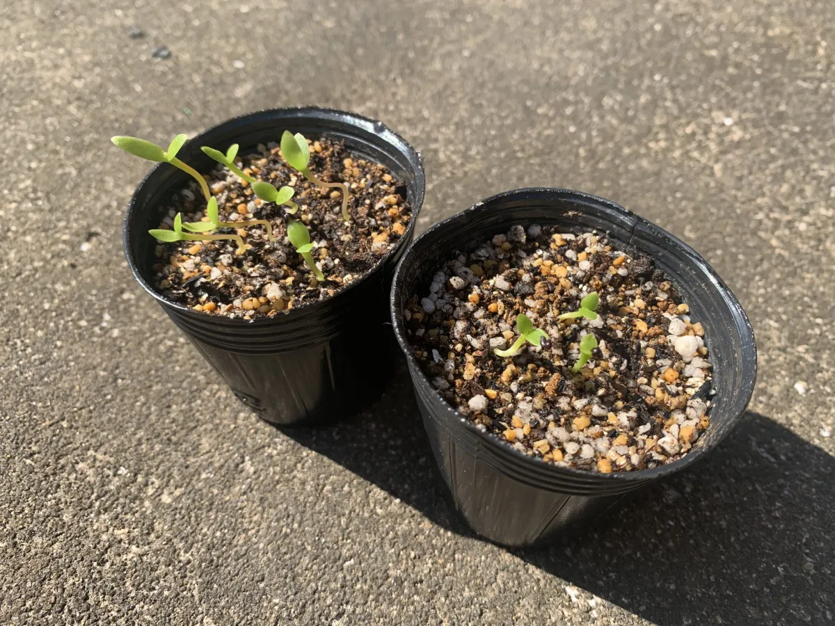 Hylocereus costaricensis (レッドドラゴンフルーツ)