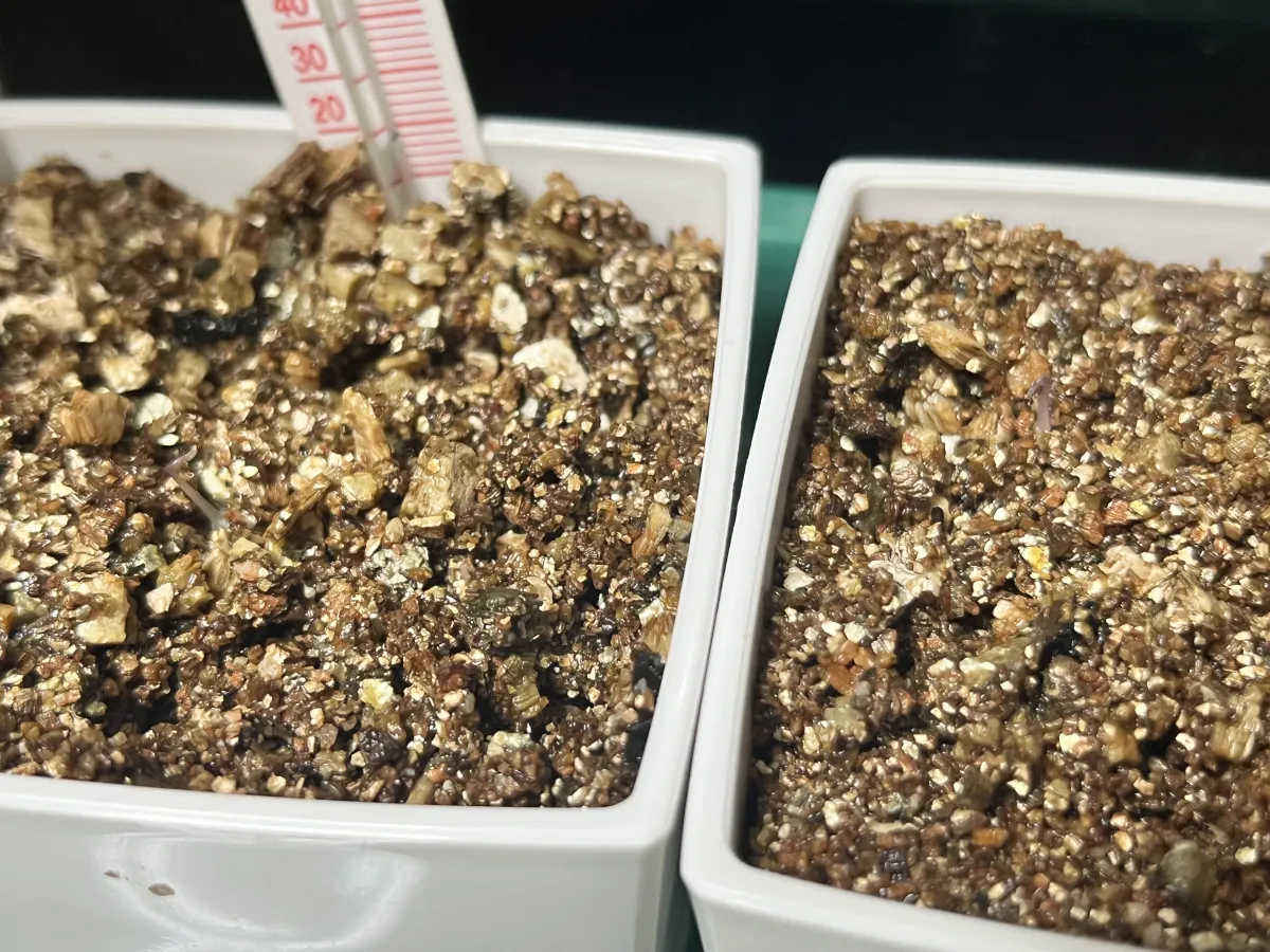 Dioscorea elephantipes (ディオスコレア エレファンティペス アフリカ亀甲竜)