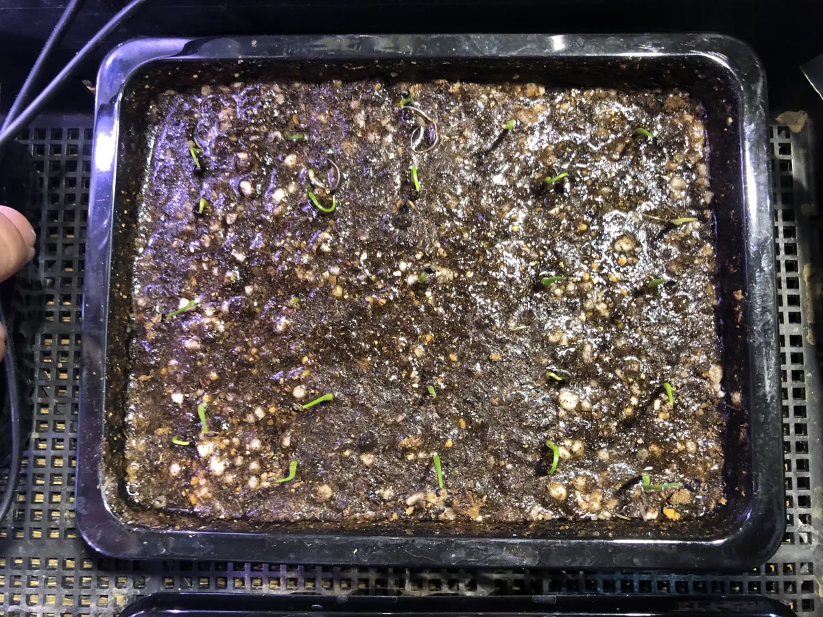 アガベ エボリスピナ