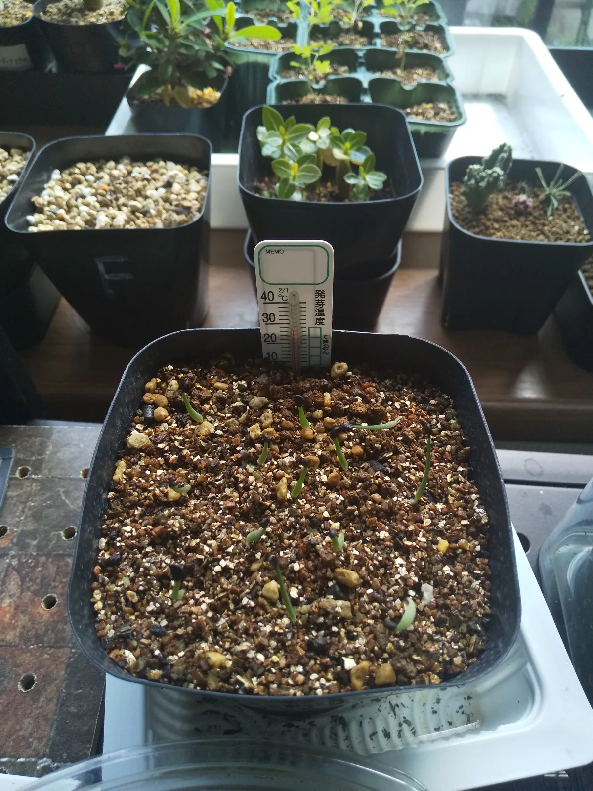 Agave vilmoriniana (アガベ ビルモリニアナ)