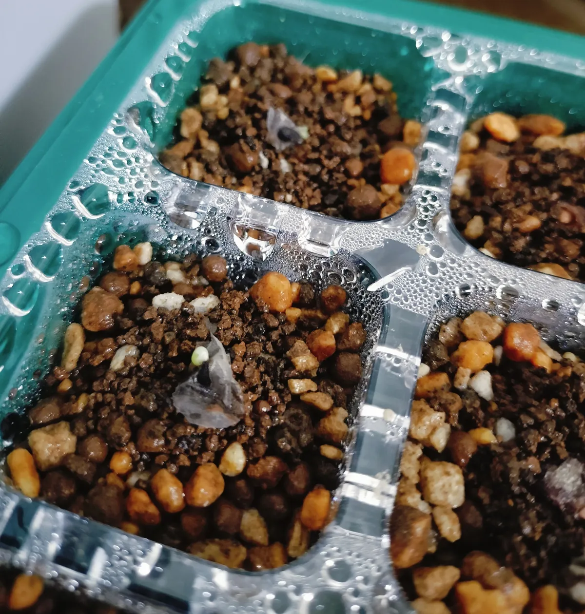 Aloe claviflora (アロエ クラビフローラ)