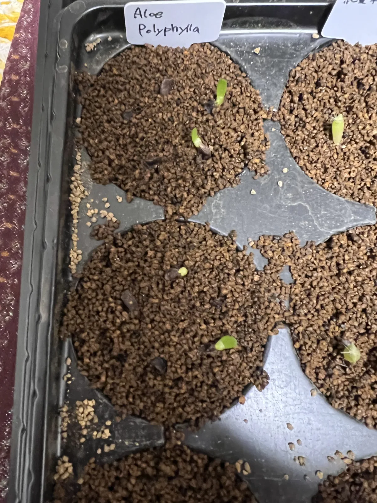 Aloe polyphylla (アロエ ポリフィラ)