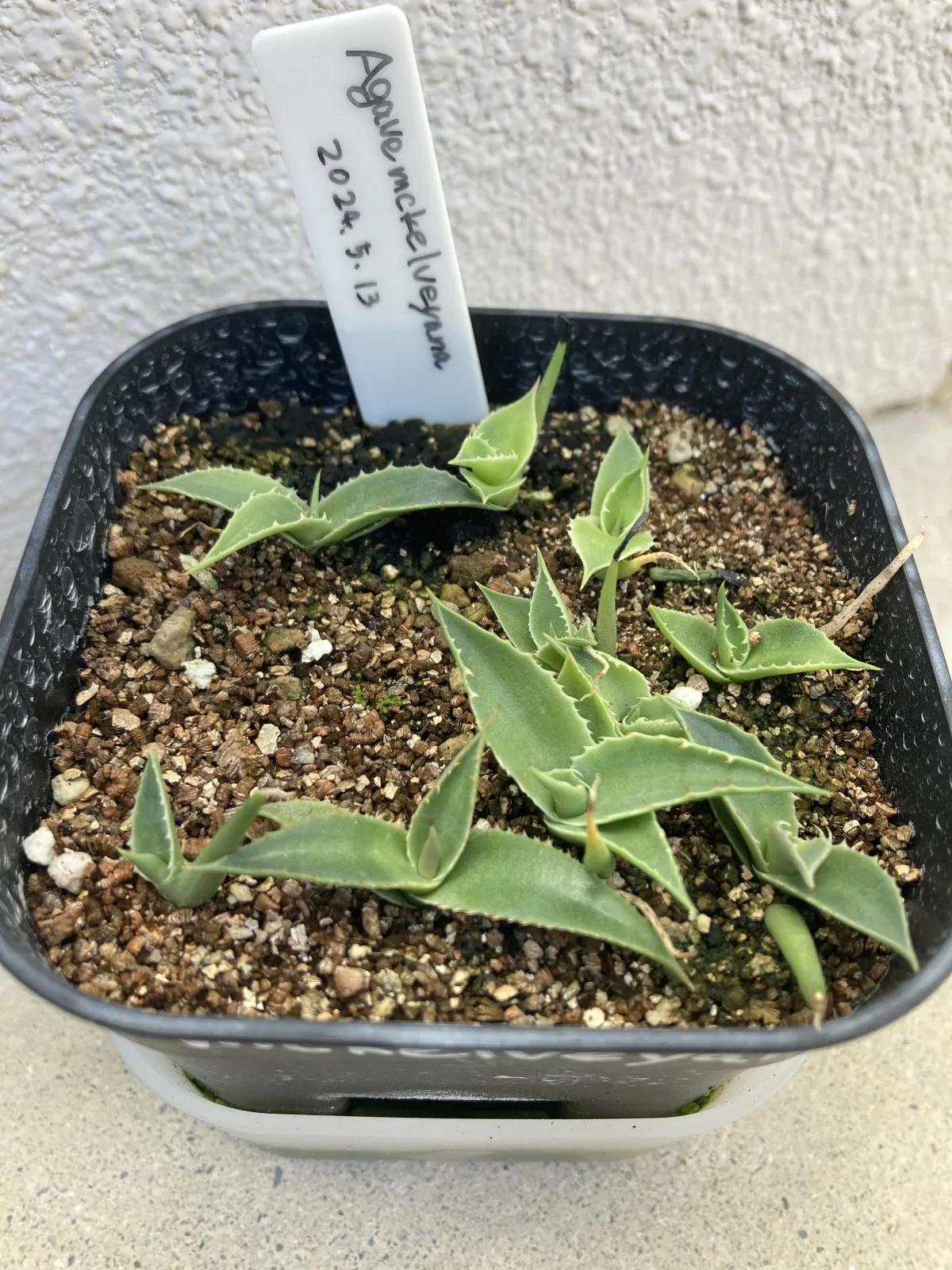 Agave mckelveyana (アガベ マッケルベヤナ)